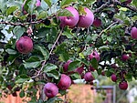 Logo Rund um den Apfel - Kochkurs